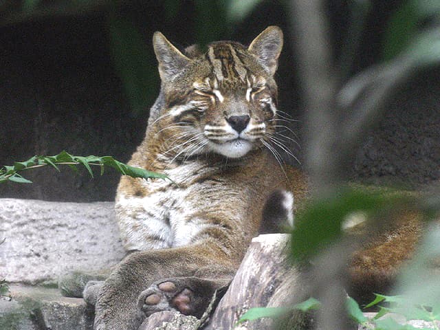 動物図鑑 アジアゴールデンキャット