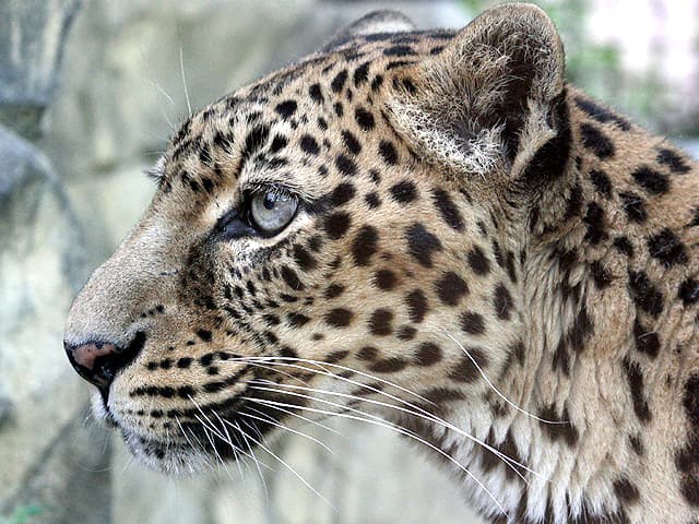 動物図鑑 ヒョウ