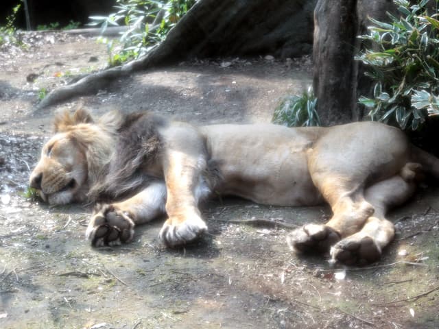 動物図鑑 インドライオン