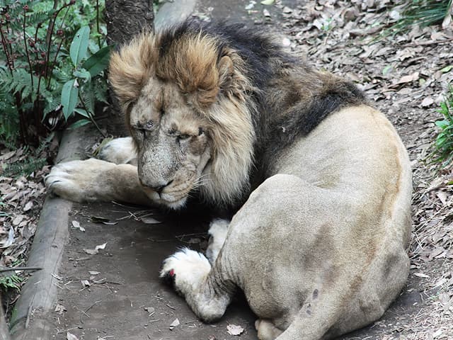 動物図鑑 インドライオン