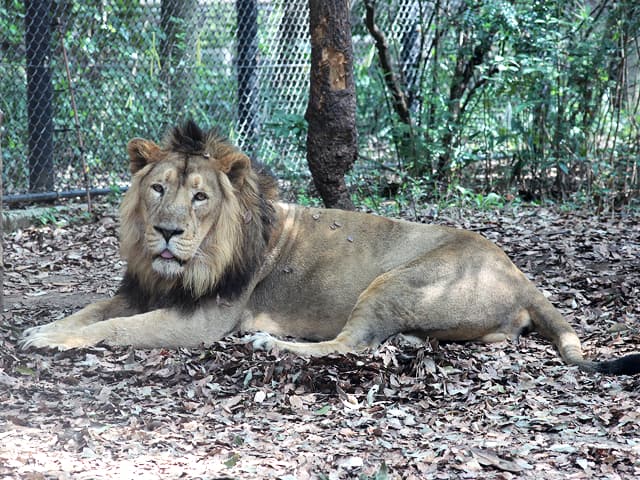 動物図鑑 インドライオン