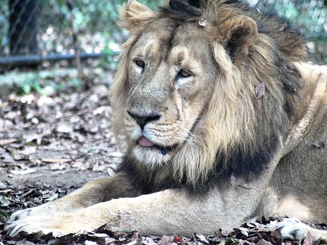 動物図鑑 インドライオン