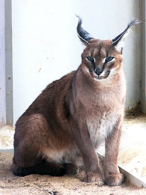 動物図鑑 カラカル