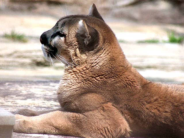 動物図鑑 ピューマ