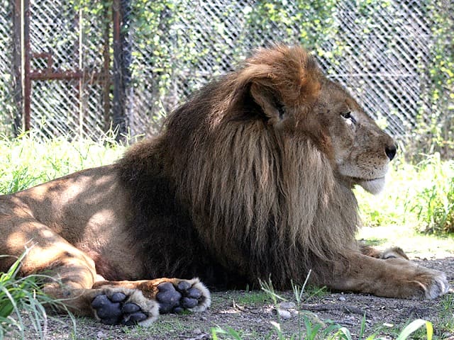 動物図鑑 ライオンの種類 亜種