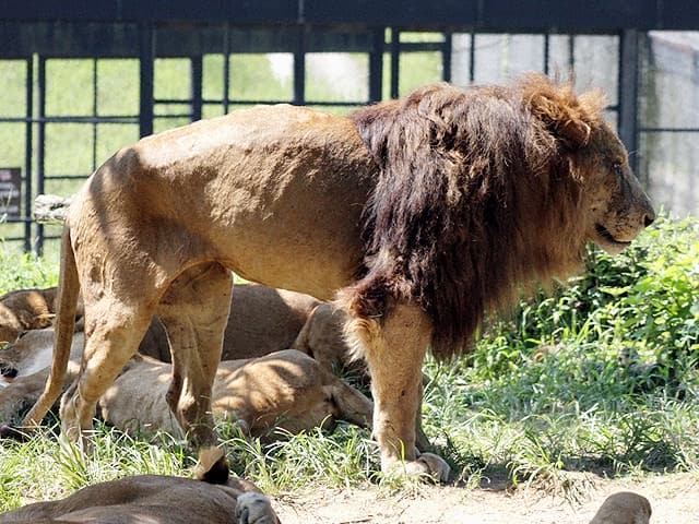 動物図鑑 ライオン