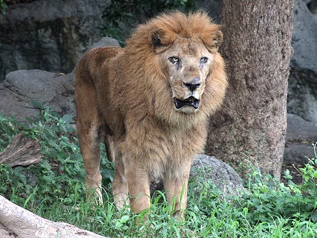 動物図鑑 ライオンの種類 亜種