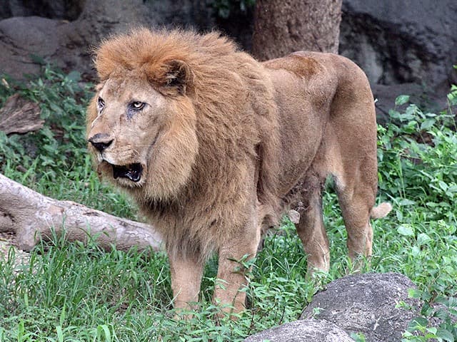 動物図鑑 ライオンの種類 亜種