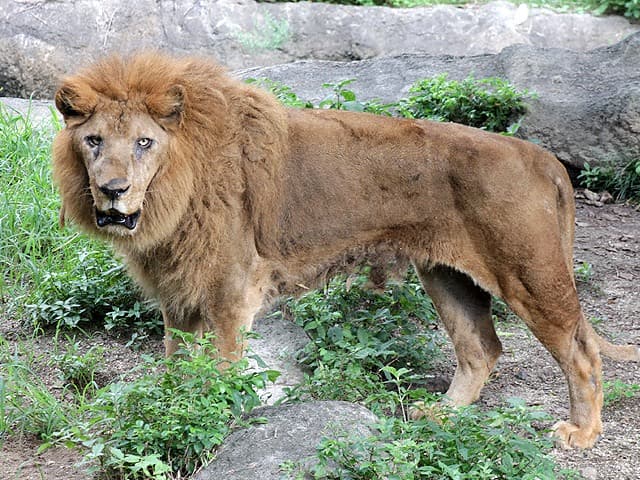 動物図鑑 ライオンの種類 亜種