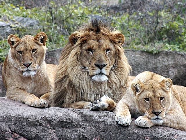 動物図鑑 ライオンの種類 亜種