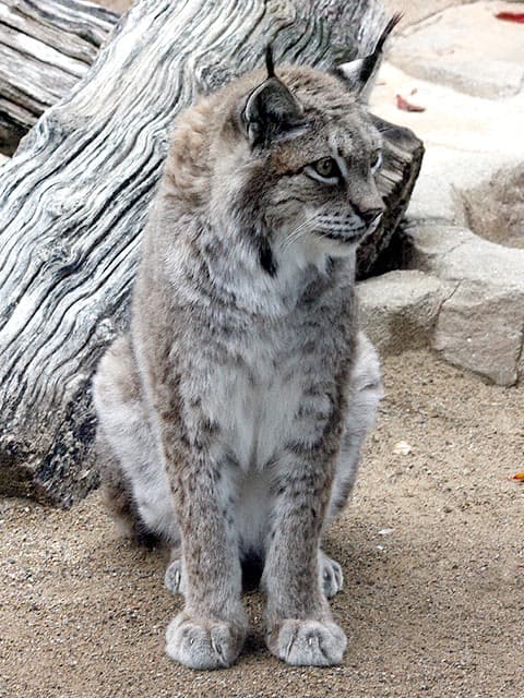 動物図鑑 ヨーロッパオオヤマネコ シベリアオオヤマネコ