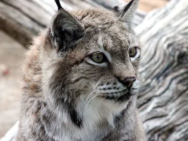 動物図鑑 ヨーロッパオオヤマネコ シベリアオオヤマネコ