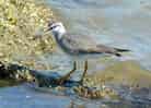 鳥類図鑑・キアシシギ 4