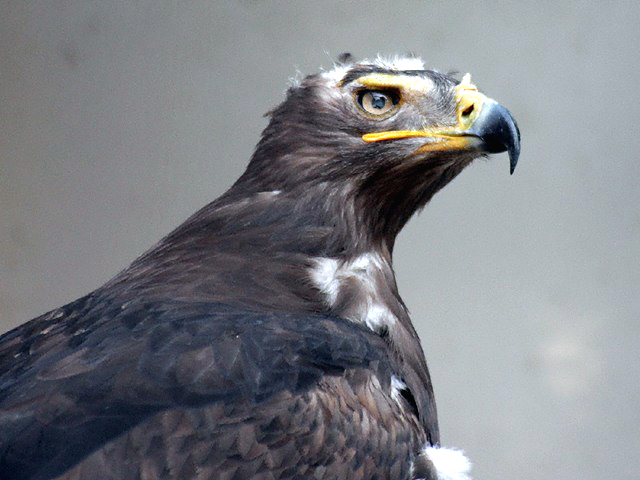 動物図鑑 鳥 ソウゲンワシ