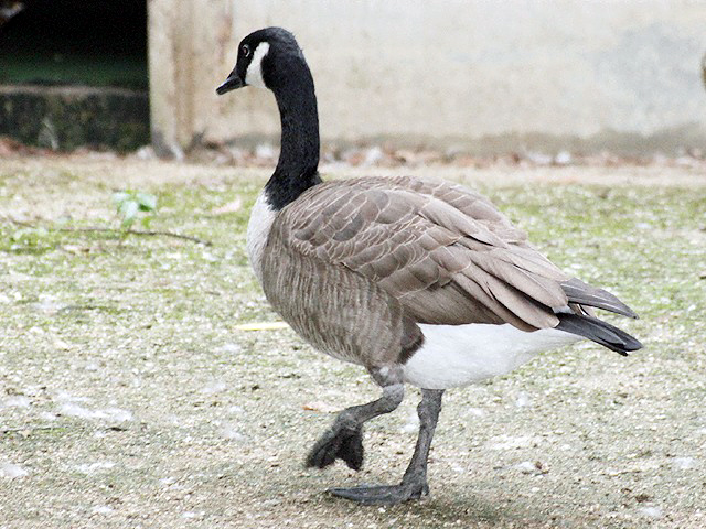 動物図鑑 鳥 カナダガン