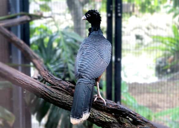 動物図鑑・アオコブホウカンチョウ