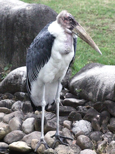 動物図鑑 鳥 アフリカハゲコウ