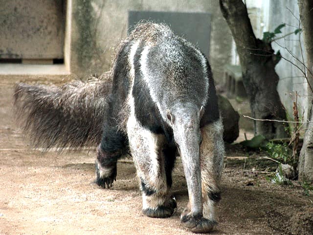 動物図鑑 アリクイ