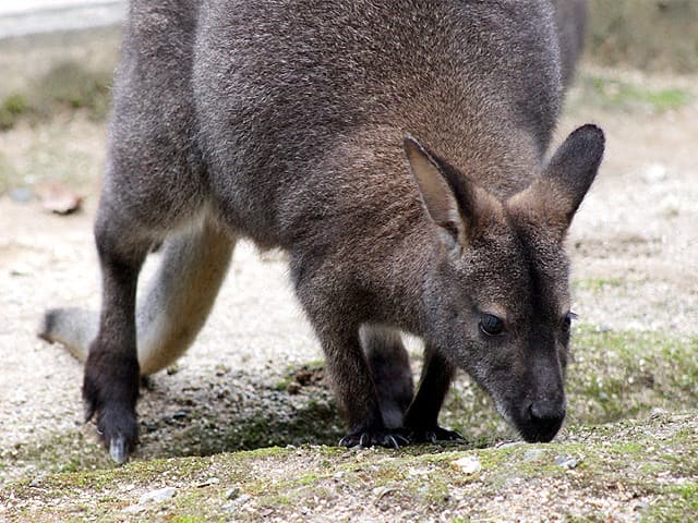 動物図鑑 ベネットワラビー アカクビワラビー