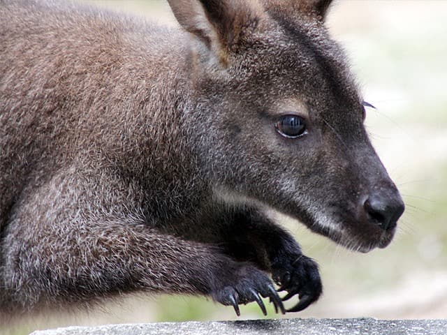 動物図鑑 ベネットワラビー アカクビワラビー