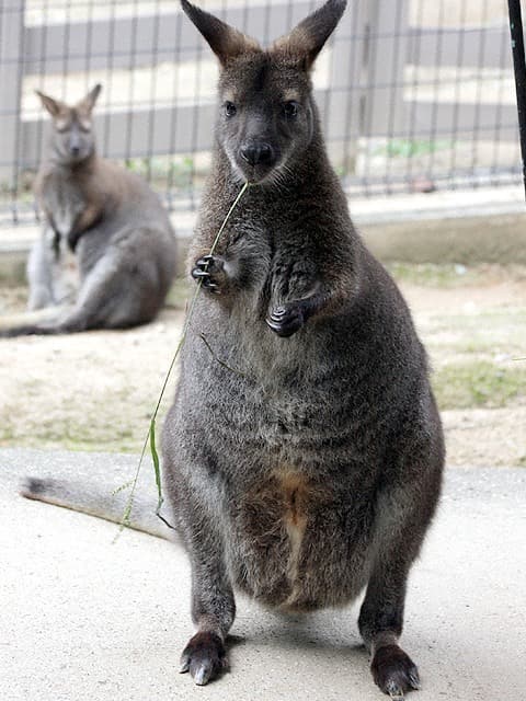 動物図鑑 ベネットワラビー アカクビワラビー