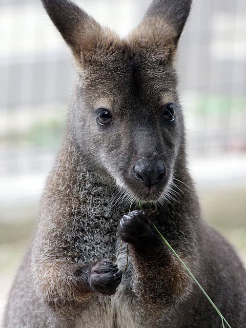 動物図鑑 ベネットワラビー アカクビワラビー