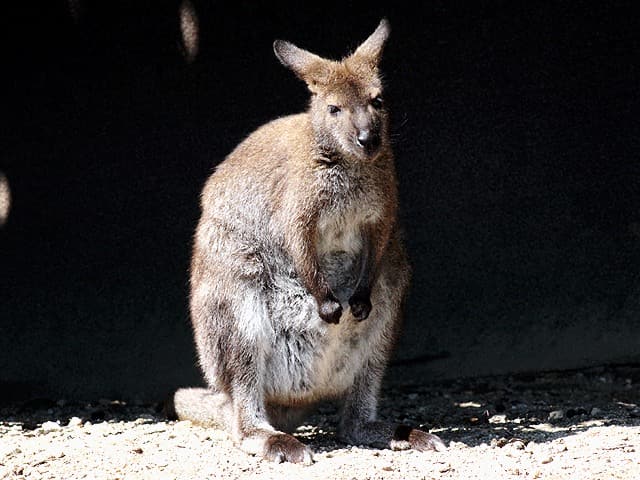 動物図鑑 ベネットワラビー アカクビワラビー