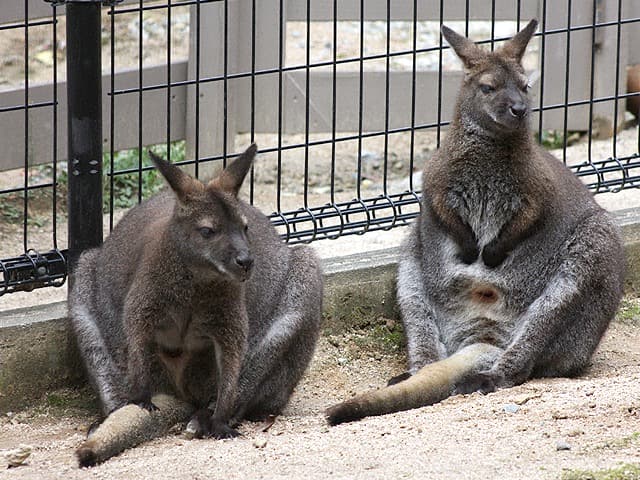 動物図鑑 ベネットワラビー アカクビワラビー