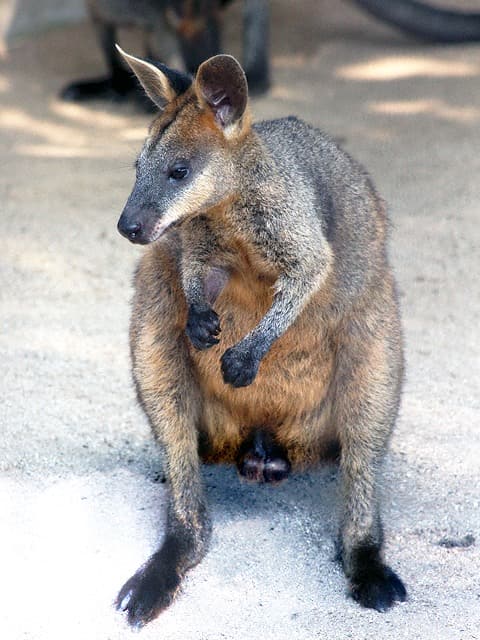 動物図鑑 オグロワラビー ヌマワラビー