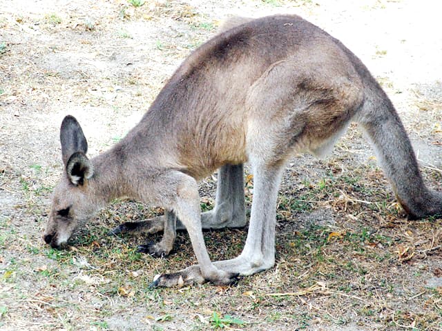 動物図鑑 オオカンガルー ハイイロカンガルー