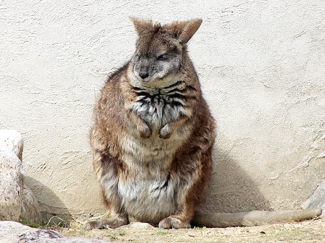 動物図鑑 パルマワラビー