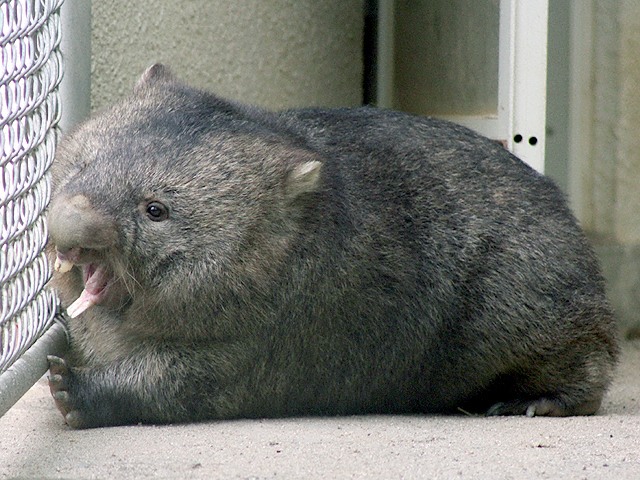 動物図鑑 ウォンバット ヒメウォンバット